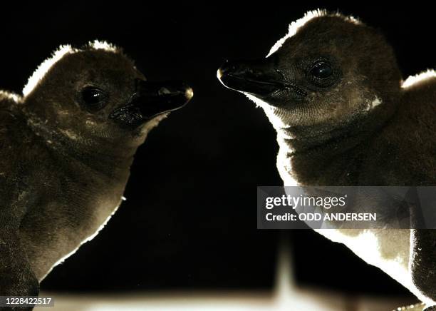 Jackass baby penguins Posh and Becks face each other 28 March 2002 during a photocall at the London Zoo. With little over 60 days until England kicks...