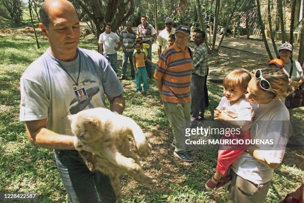 Worker at the Cali Zoo in Colombia holds a white tiger cub, 01 August 2002. The cubs were born a month ago from a white tiger mother; only one in...