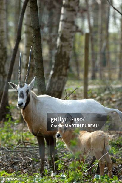 Photo prise le 27 mars 2003 à la réserve africaine de Thoiry, d'un bébé Oryx d'Arabie, nommé "Pax", au côté de sa mère, lors de sa première sortie en...