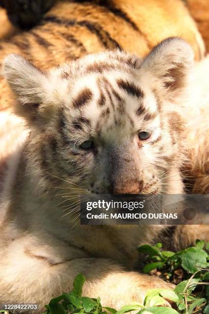 White tiger cub rests at a Zoo in Cali, Colombia, 01 August 2002. The cubs were born a month ago from a white tiger mother; only one in every ten...