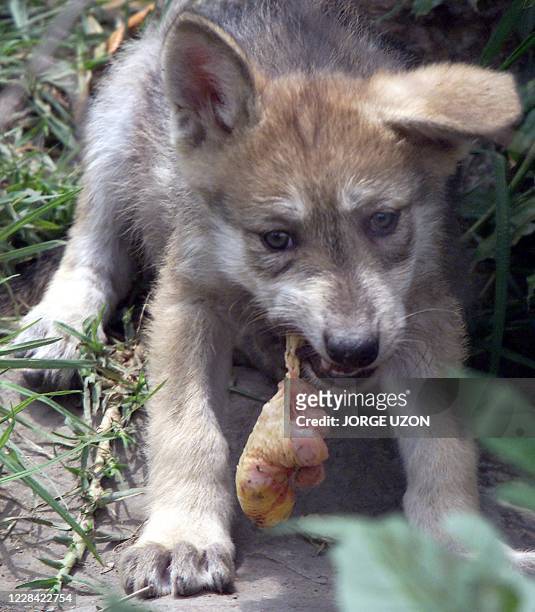 One of five Grey Wolf Cubs born last 17th of April at the Chapultepec Zoo in Mexico City feeds on 06 June 2002 AFP PHOTO/Jorge UZON Uno de los cinco...