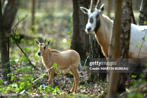 Photo prise le 27 mars 2003 à la réserve africaine de Thoiry, d'un bébé Oryx d'Arabie, nommé "Pax", au côté de sa mère, lors de sa première sortie en...
