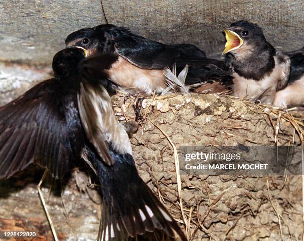 Une hirondelle rustique donne la becquée à sa couvée en août 2001 dans un nid installé dans une étable de Charmoy. Après un hivernage en Afrique,...