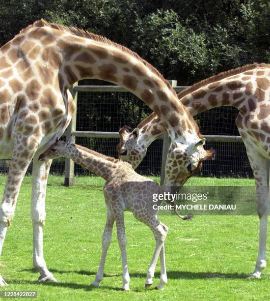 Basile, girafe de l'espèce dite "la péralta" , se tient près de sa mère Joséphine, 13 ans, le 13 août 2001 au parc zoologique de la Cabosse à...