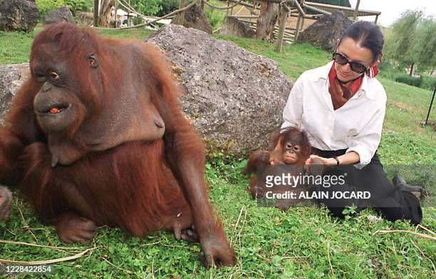 Photo prise le 04 Juillet 2000 au parc de Beauval à Saint-Aignan, d'un bébé orang-outan et de sa mère biologique, en compagnie de la directrice du...