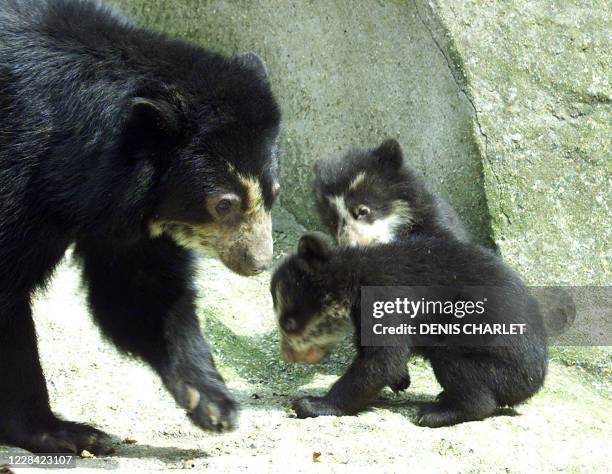 "Margot", une ourse à lunettes veille, le 30 avril 1999, sur ses petits "Alice" et "Pablo", nés il y a trois mois au Parc zoologique de Paris. Les...