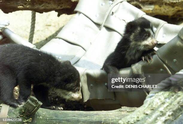"Pablo" et "Alice", deux ours à lunettes nés il y a trois mois au Parc zoologique de Paris, s'amusent le 30 avril 1999, dans leur enclos. Les deux...