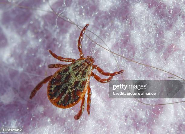 September 2020, Brandenburg, Sieversdorf: A tick crawls over a blanket. Many species of ticks are important disease vectors. Photo: Patrick...