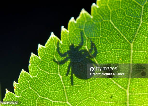 September 2020, Brandenburg, Sieversdorf: In the back light the shadow of a tick can be seen on a leaf. Here the bloodsucking ectoparasite is waiting...