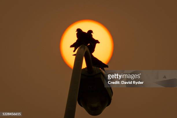 Pigeons are silhouetted by the sun, which is tinted orange from wildfire smoke, on September 11, 2020 in Medford, Oregon. Hundreds of homes in nearby...