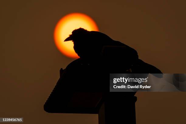 Crow is silhouetted by the sun, which is tinted orange from wildfire smoke, on September 11, 2020 in Medford, Oregon. Hundreds of homes in nearby...