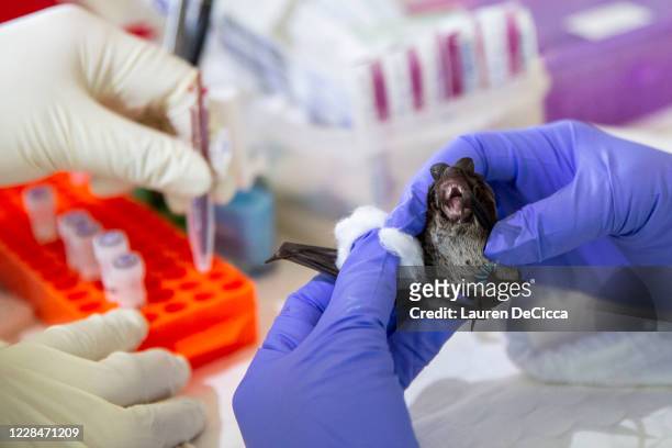 Team of scientists and science students from Chulalongkorn University collect a blood sample from a wrinkle-lipped free-tailed bat at an on site lab...