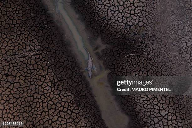 Dead alligator is seen at the wetland of Pantanal at the Transpantaneira park road at the Mato Grosso state, Brazil, on September 12, 2020. -...