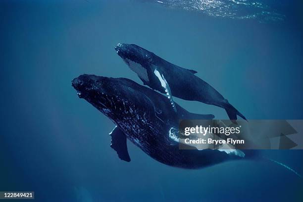 humpback and calf - humpback stockfoto's en -beelden