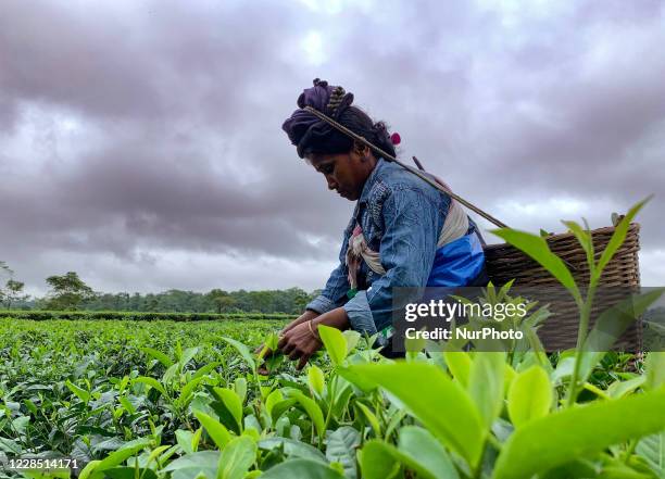 Woman worker plucking tea leafs as dark clouds gather in the sky, in a tea garden in Baksa district of Assam in India on 14 September 2020.