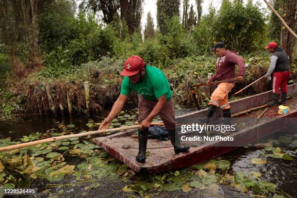 The cleaning day of the Xochimilco canals continues, with the aim of maintaining 186 kilometers of the lake and chinampera area declared cultural...