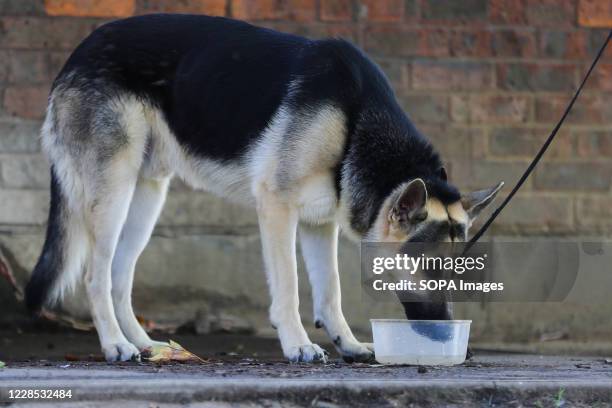 Dog drinks water in Finsbury Park, north London on a warm and sunny afternoon as mini heatwave hits the city.