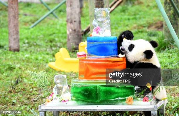 The panda babies are celebrating their birthday at the kindergarten on 15th September, 2020 in Wolong,Sichuan,China