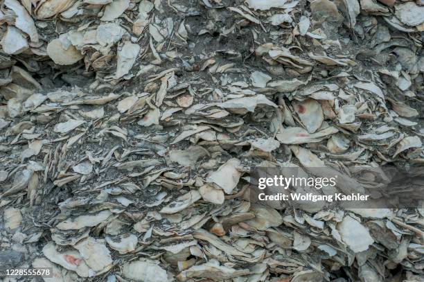 Ancient Local Shell Ancient shell middens , deposited by Native Americans, dating back to ...