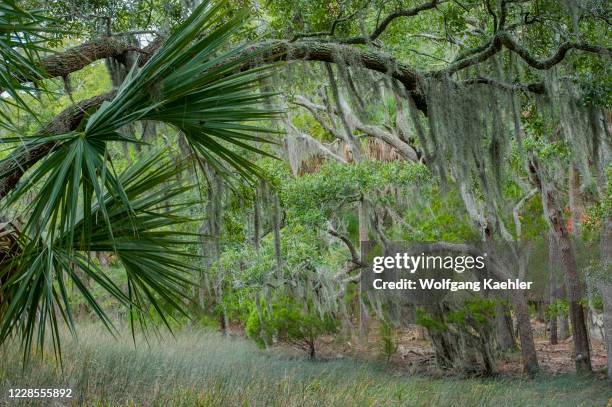 Forest of Southern live oak trees and palmetto palm trees at the Edisto Beach State Park, on Edisto Island in South Carolina, USA.