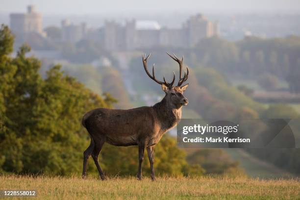 Red deer stag is pictured in front of Windsor Castle at sunrise on 17 September 2020 in Windsor, United Kingdom. The deer park enclosure in Windsor...