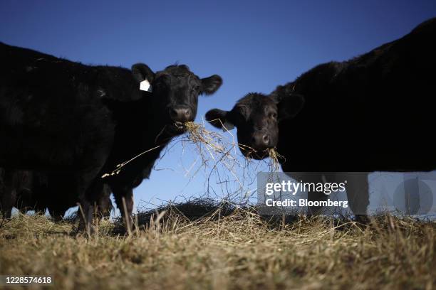 Black Angus cows eat hay at a farm in Pleasureville, Kentucky, U.S., on Wednesday, Jan. 8, 2020. Congress had authorized additional borrowing...