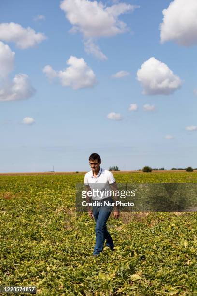 Sebastien Dromigny in his beet farm. The beet yellowing virus can cause yield losses of up to 30% and 50%, directly threatening the future of the...