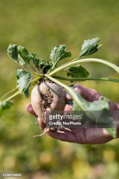 Beet plant contaminated by yellowing. Last spring, the plant fell victim to an aphid that transmitted the yellowing virus, blocking photosynthesis....