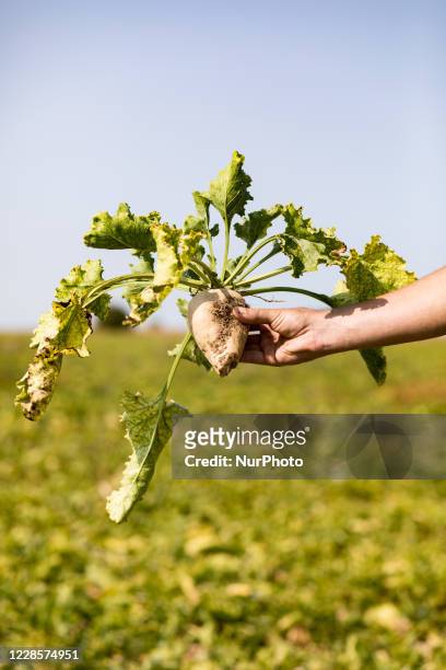 Beet plant contaminated by yellowing. Last spring, the plant fell victim to an aphid that transmitted the yellowing virus, blocking photosynthesis....