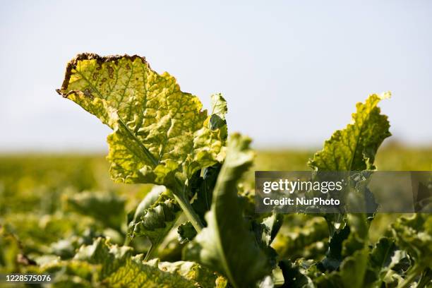 Beet plant contaminated by yellowing. Last spring, the plant fell victim to an aphid that transmitted the yellowing virus, blocking photosynthesis....