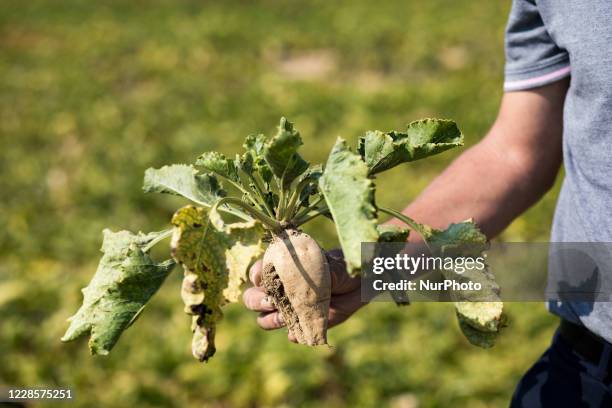 Beet plant contaminated by yellowing. Last spring, the plant fell victim to an aphid that transmitted the yellowing virus, blocking photosynthesis....