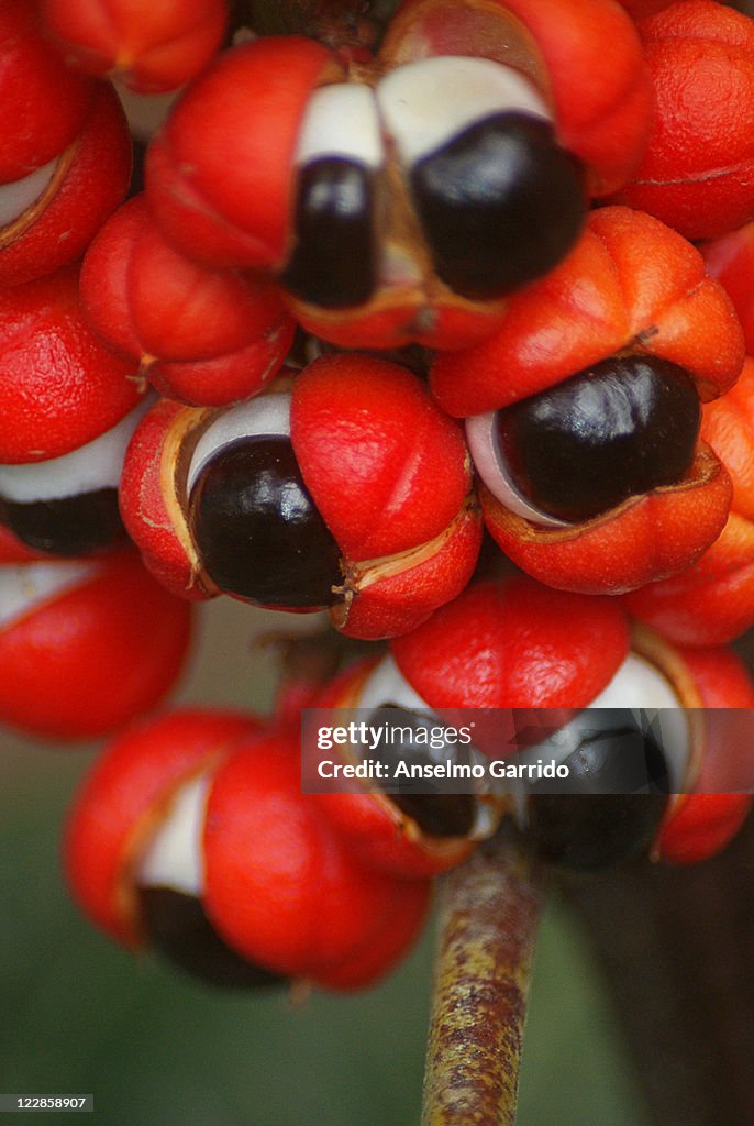 Guarana
