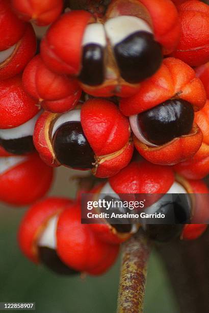 guarana - guarana stock pictures, royalty-free photos & images