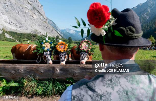 Sepp Rieser, owner of the herd, watches decorated cows with bells and flowers before leaving their summer pastures during the annual ceremonial...
