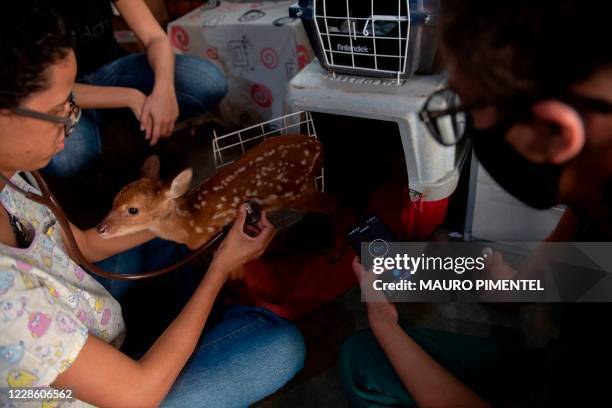 Deer receives treatment at the Animal Rescue Center at the wetland of Pantanal, Transpantaneira park road in Mato Grosso state, Brazil, on September...