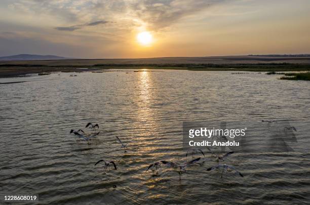 Drone photo shows migratory birds at ponds around the Cayir stream as the ponds host migratory birds including flamingos, pelicans and storks ahead...