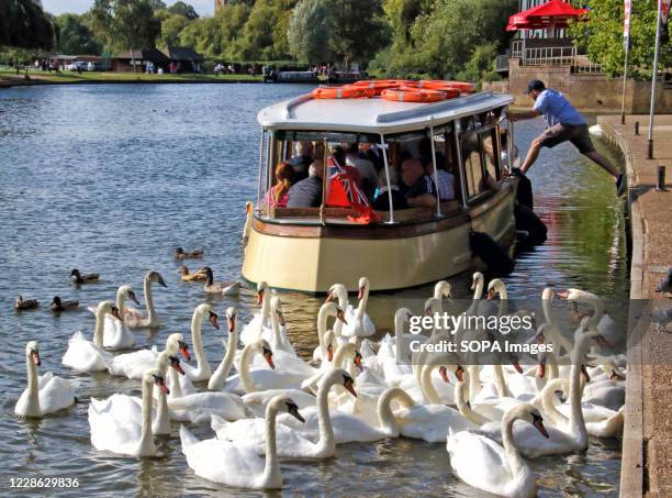 Large group of swans looking to be fed at the riverside while man jumps onto the boat. Stratford-upon-Avon is a market town in the county of...