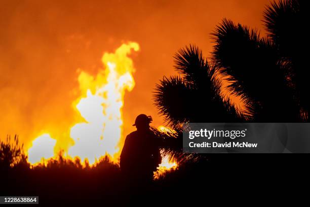 Firefighter stands next to Joshua trees as the Bobcat Fire surpasses 100,000 acres on the evening of September 20, 2020 near Wrightwood, California....