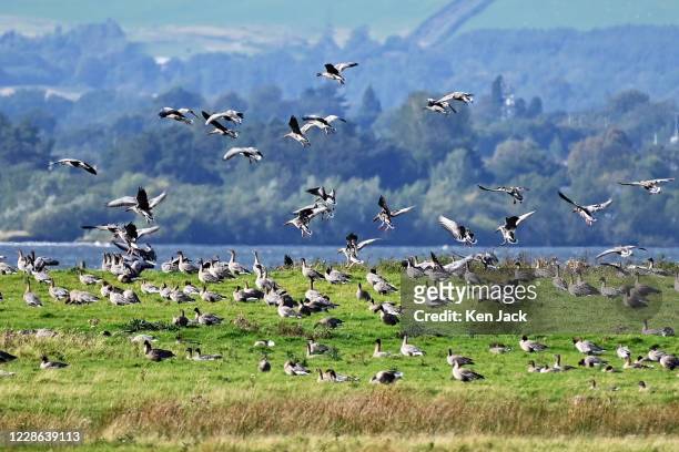 Migrating pink-footed geese at the RSPB's Loch Leven nature reserve, on September 21, 2020 in Kinross, Scotland. These are some of the first arrivals...