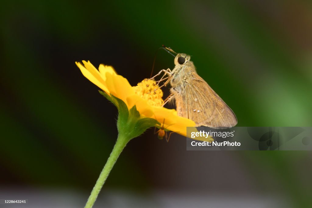 India Wildlife