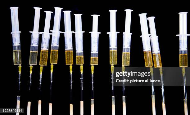 September 2020, Saxony, Kreischa: Syringes with urine are placed on a laboratory bench in the doping control laboratory at the Institute for Doping...