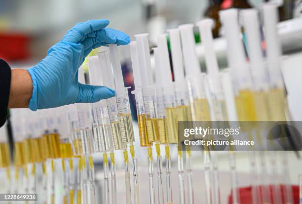September 2020, Saxony, Kreischa: Syringes with urine are placed on a laboratory bench in the doping control laboratory at the Institute for Doping...