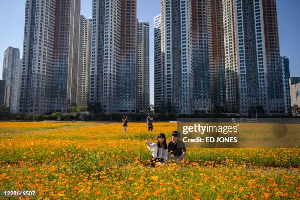 People pose for photos among a field of cosmos flowers in a car park before high-rise apartment buildings in Goyang, west of Seoul on September 22,...