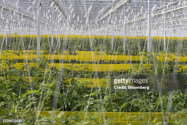 Lines hold up tomato and eggplant vines at a Lufa Farms Inc. Rooftop greenhouse in Montreal, Quebec, Canada, on Monday, Sept. 21, 2020. The facility,...
