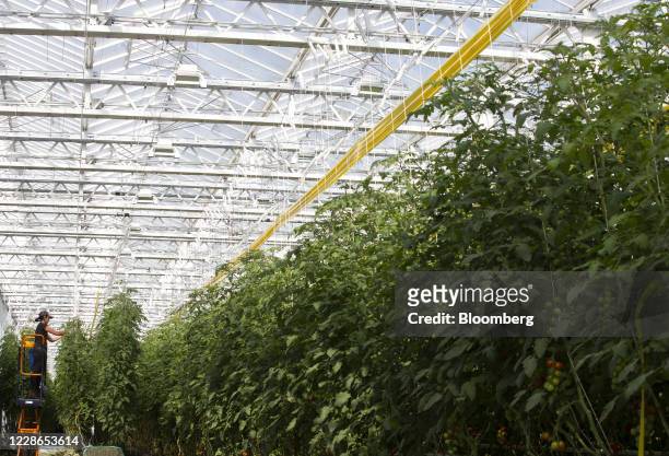 Worker trains vines at a Lufa Farms Inc. Rooftop greenhouse in Montreal, Quebec, Canada, on Monday, Sept. 21, 2020. The facility, which opened in...