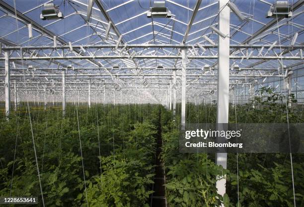 Lines hold up tomato and eggplant vines at a Lufa Farms Inc. Rooftop greenhouse in Montreal, Quebec, Canada, on Monday, Sept. 21, 2020. The facility,...