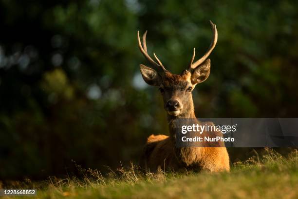 Deer pictured during Rutting season at Bradgate Park, Leicestershire, England, on September 20, 2020.