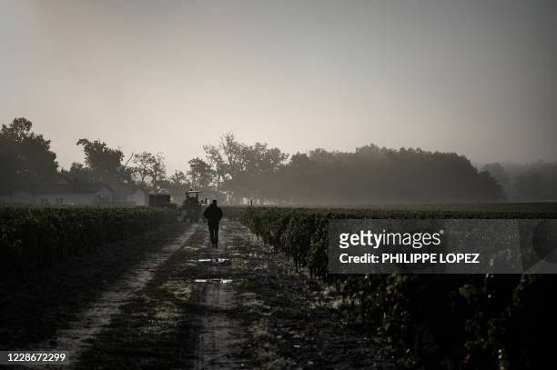 Picker works during the 2020 harvest in the vineyards of the Chateau Haut-Bailly -a Bordeaux wine from the Pessac-Leognan appellation and a Cru...