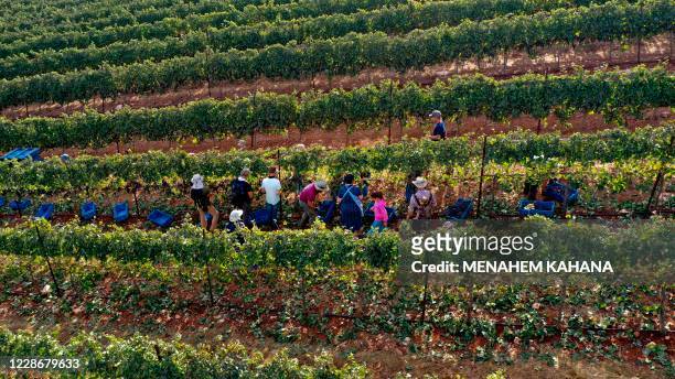 An aerial view shows Evangelist Christian volunteers harvesting Merlot wine grapes on September 23 for the Israeli family-run Tura Winery, in the...