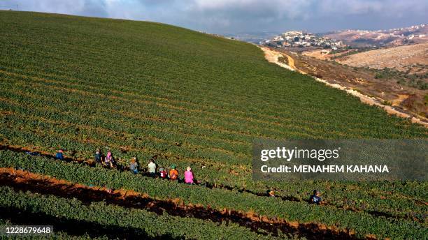 An aerial view shows Evangelist Christian volunteers harvesting Merlot wine grapes on September 23 for the Israeli family-run Tura Winery, in the...